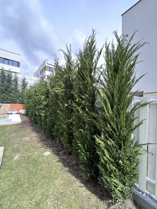 Leylandii de vânzare – ideal pentru gard viu.