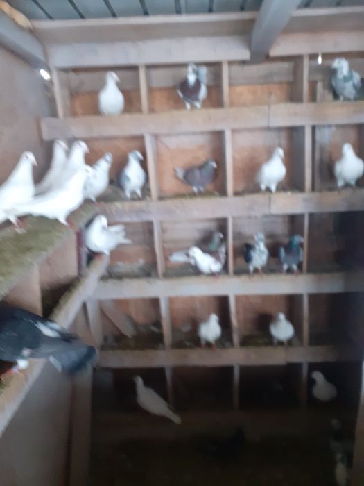 De vanzare porumbei voiajori