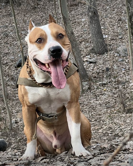 Кобель стафф для вязки