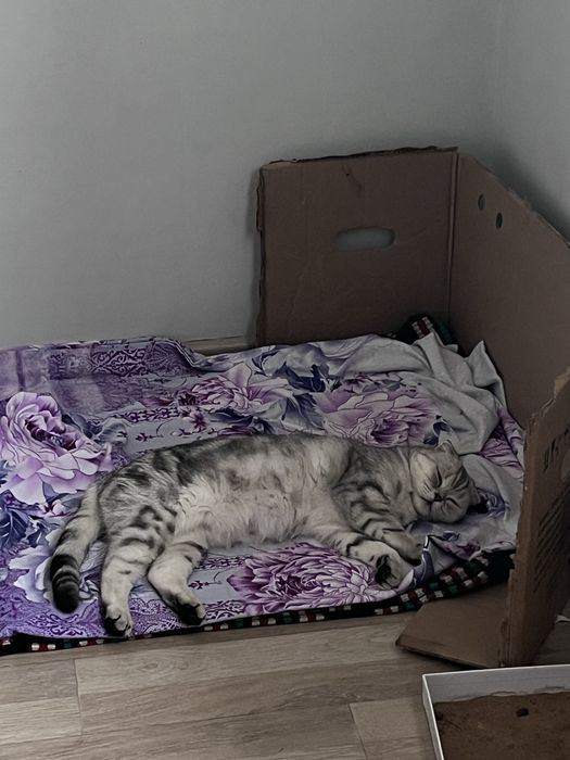 Отдам кошку в хорошие руки