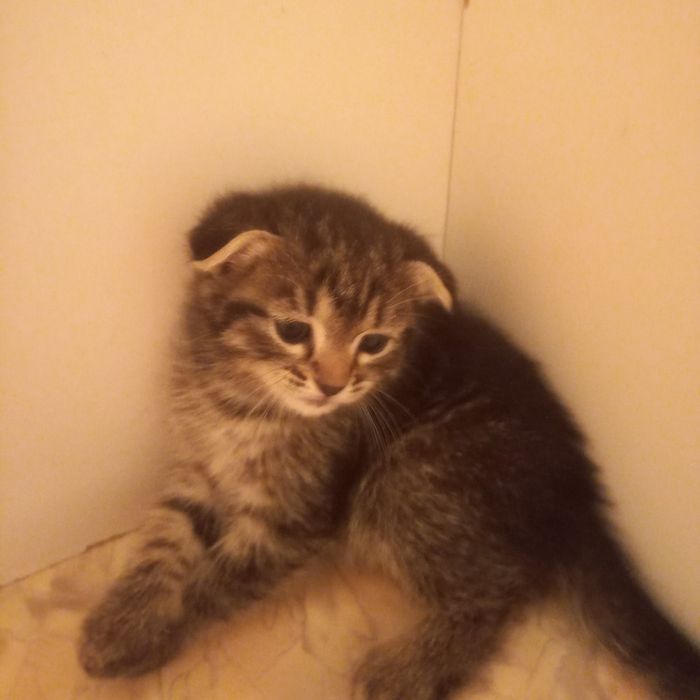 Вислоухие котята  2 мес  девочки