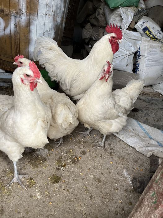 Austrlorp alb ouă
