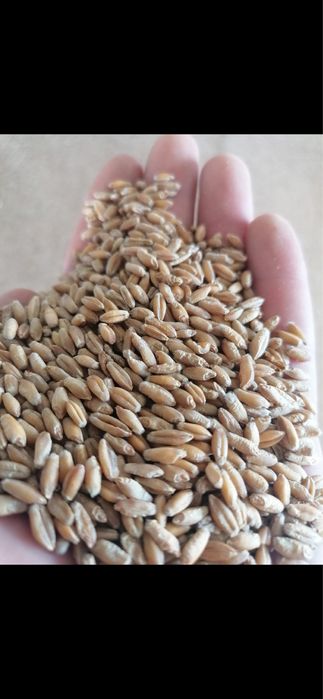 Triticale de vanzare!!!