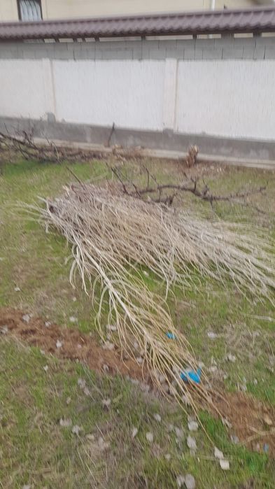 Отын 20000тг дастовкысымкн