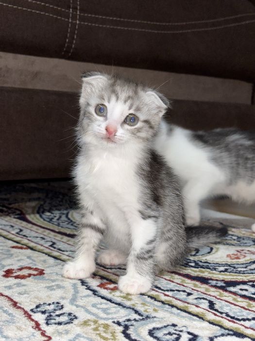 Отдам в добрые руки