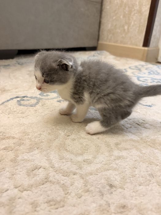 Mushuk Scottish Fold