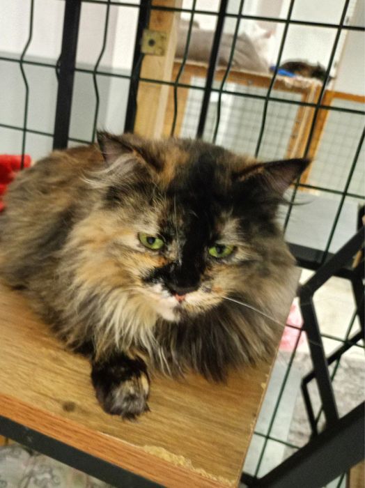 Ищет дом зеленоглазая красотка