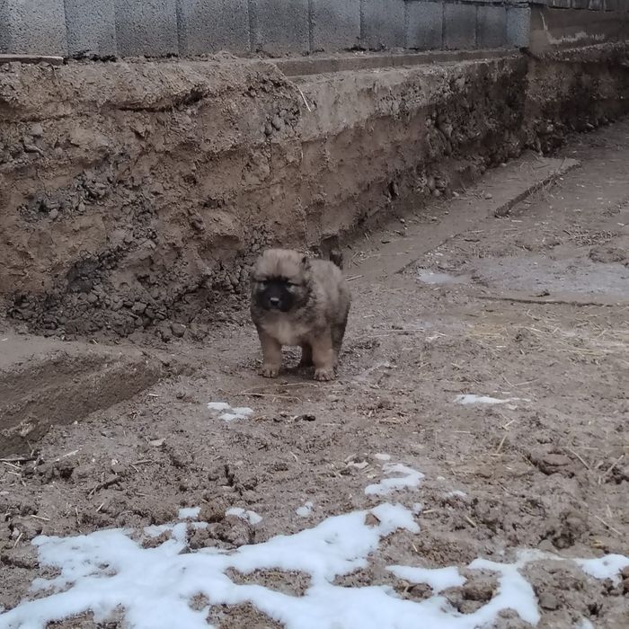 Күшіктер сатылады