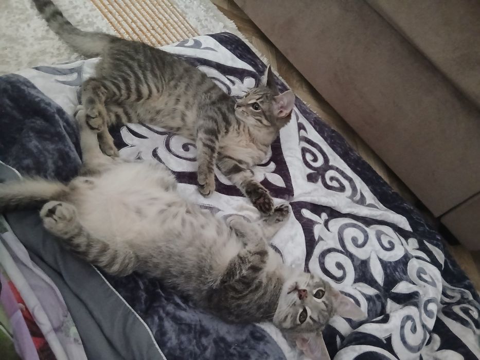 Котята в добрые руки