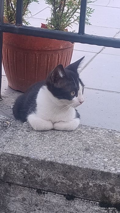 Котенце без опашка