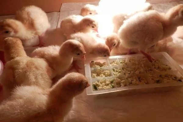 Продам индюшат Кросс  биг 6