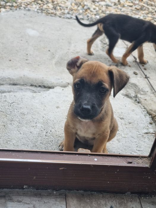 Donez caini  jack terrier