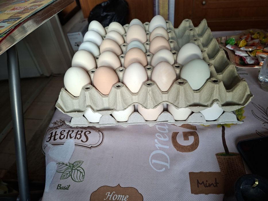 Продавам домашни оплодени яйца