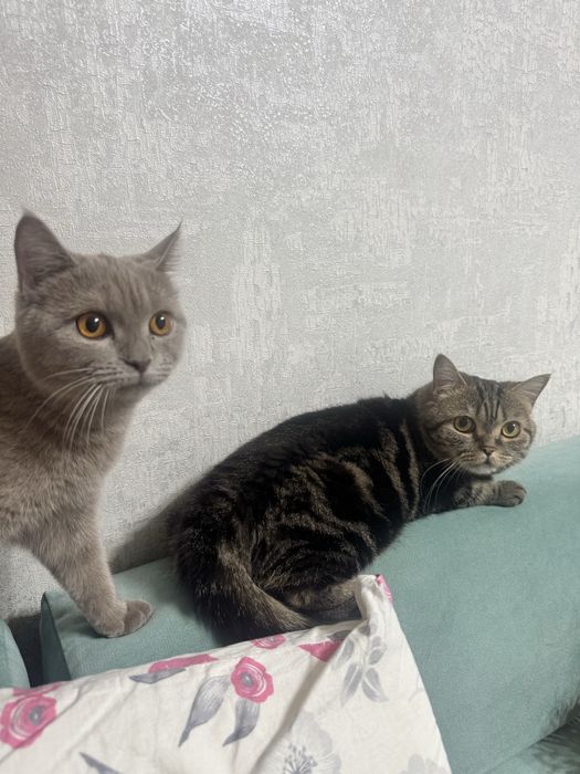 Британский котенок девочка