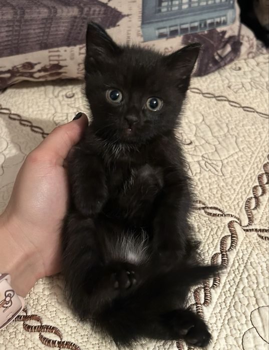 Продам котят , 2 месяц, очень ласковый