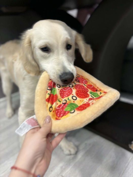 Подарявам Голдън Ретривър