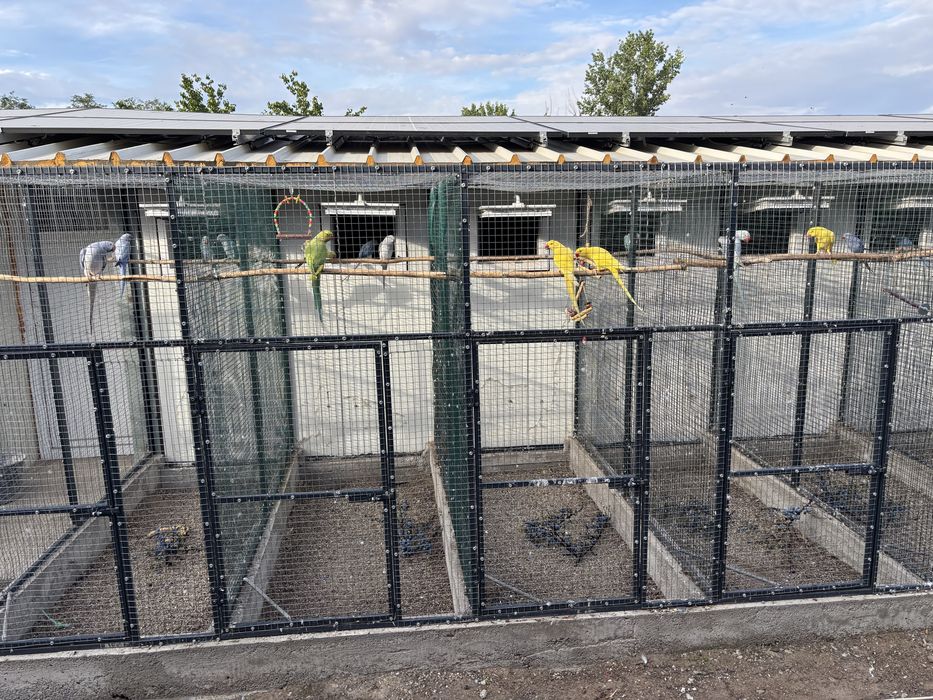 Papagali micul alexandru