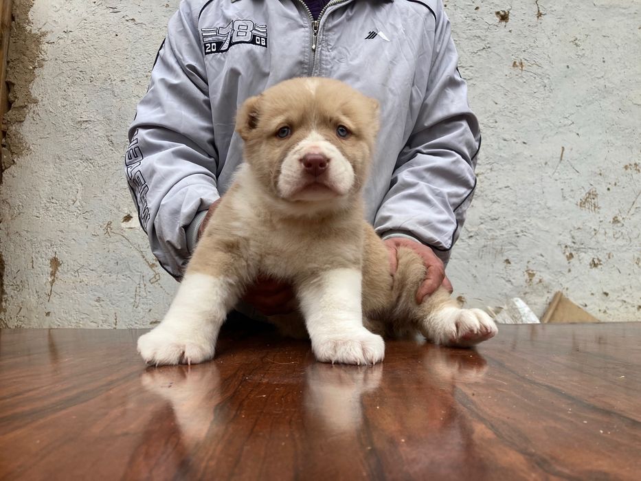 Мошный щенок Алабая ( чистокровный )