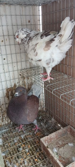 Porumbei king si straseri