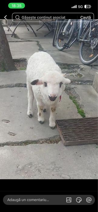 Vând   meii 3  luni mamanc  singurii