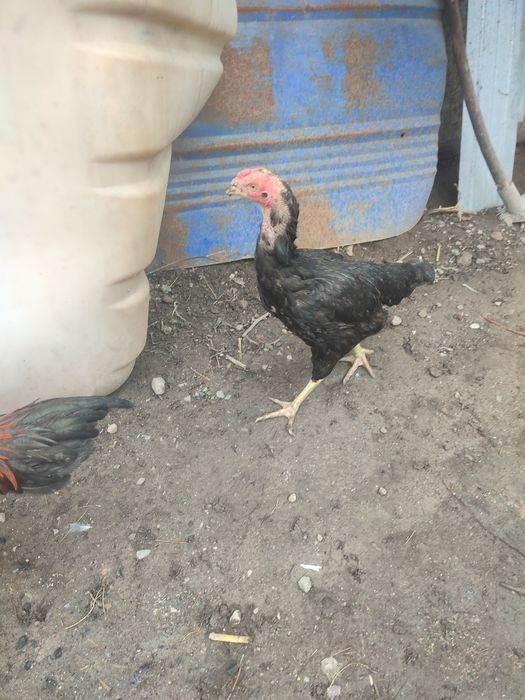 Продам дакан с даканихами