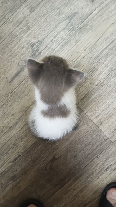 Котята Подарки для дома и души