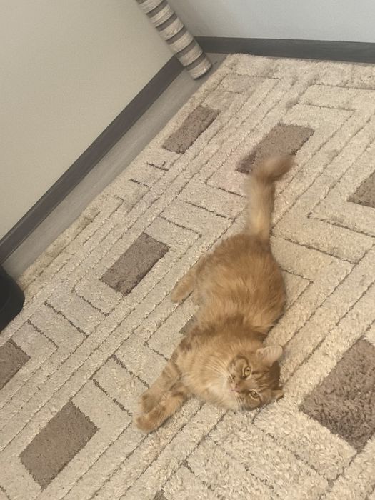 Ищу кота мейн-кун для вязки