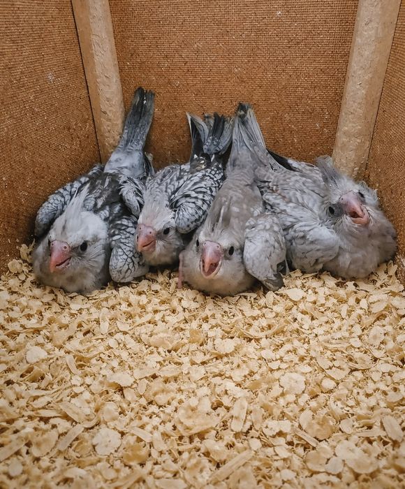 Продавам Папагали Корела