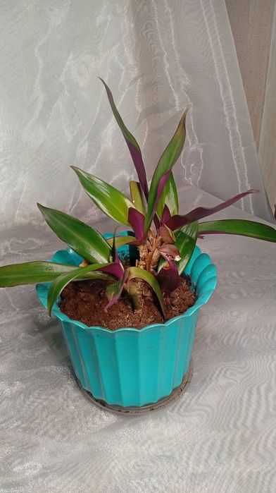 Комнатные растение:филодендрон,рео,эониум