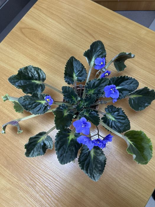 Цветы для дома или офиса