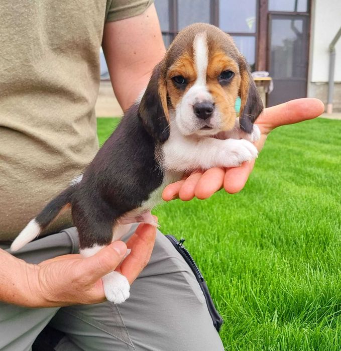 Pui de Beagle !!