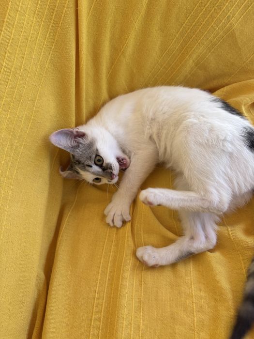 Подарявам малко коте