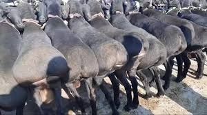 Qochqor qoy koy Кочкор куй кой