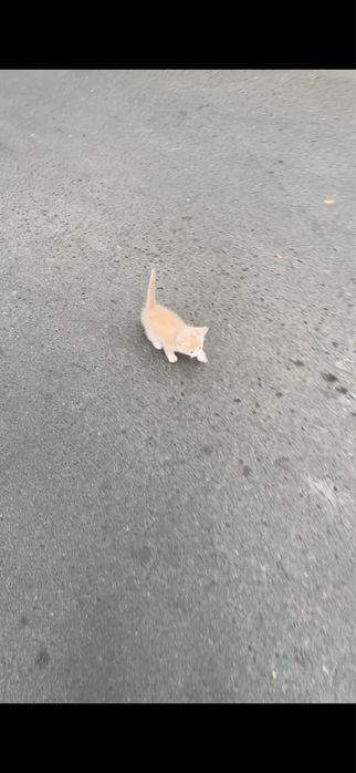 Кошка 1-2 айлык болып калды