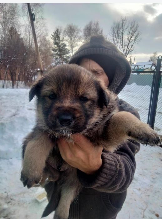 Отдам щенка крупного