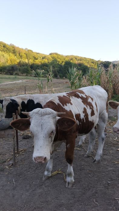 De vânzare patru viței