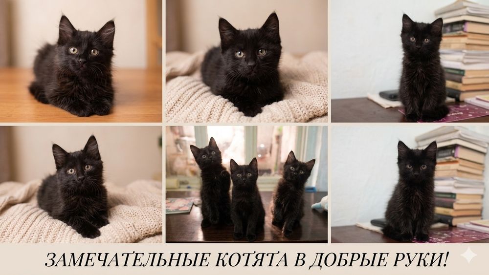 Отдам в добрые руки котят 
Раздаю 3 котят: 2 девочки и 1 мальчик.
Ко