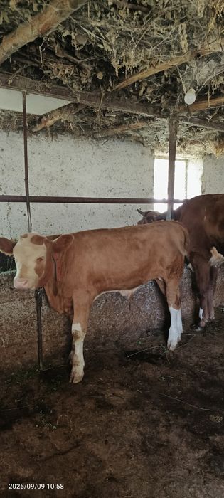 Smental buzoq sotiladi 3 oylik