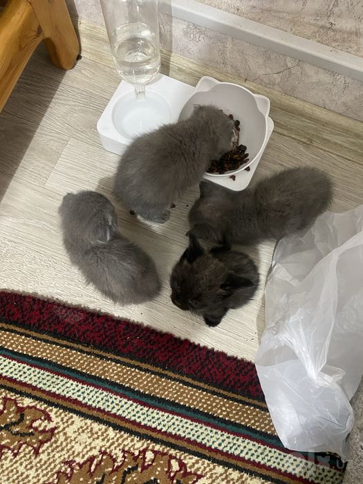 Котёнок британский
