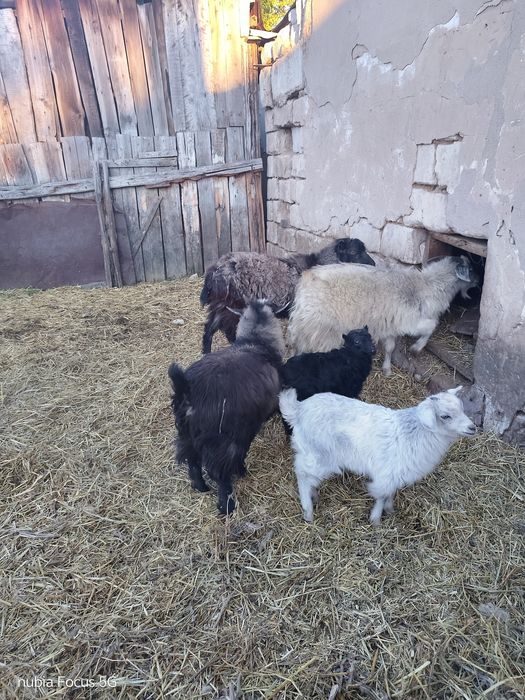 3 Ешкі лагымен сатылады