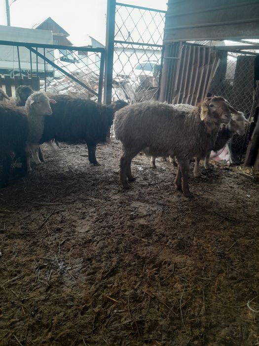 Продам баран в круг