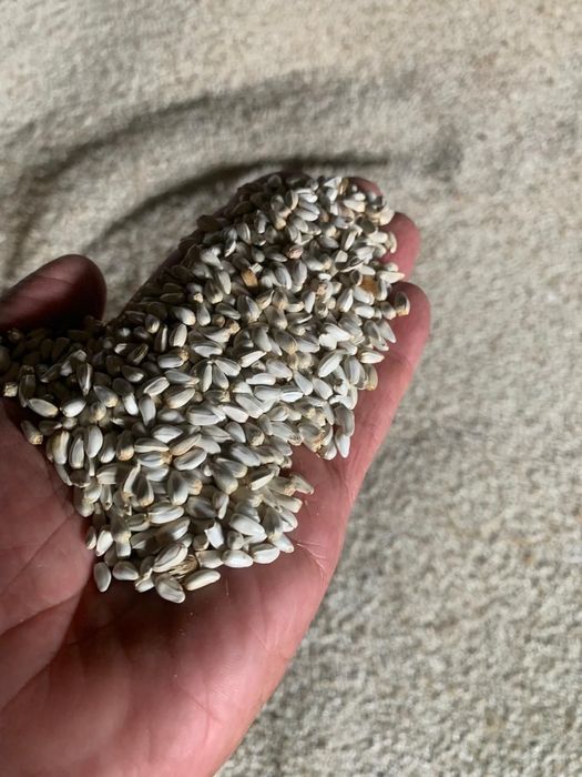 Ячмень.Платный чат! Все корма.