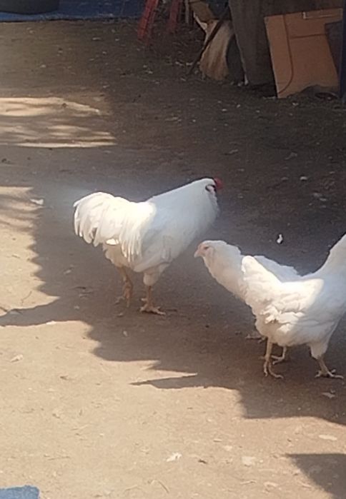 Продам кур породы Амераукан