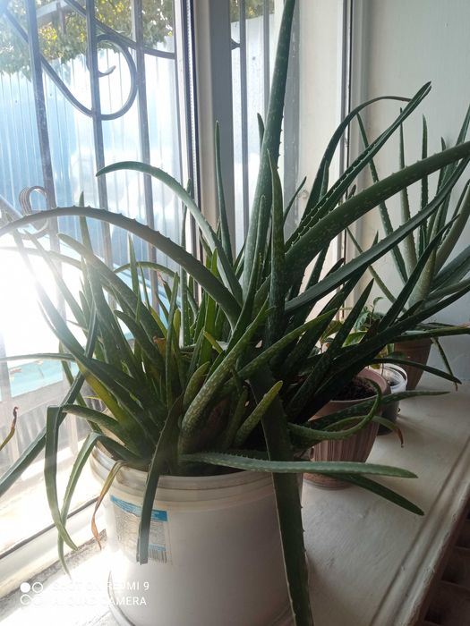 Алоэ вера лечебная