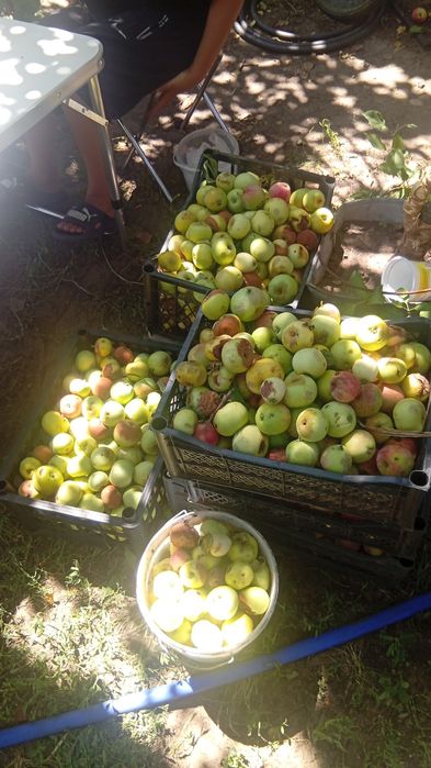 Продам яблоки свеже собранные есть как и плохие так и хорошие