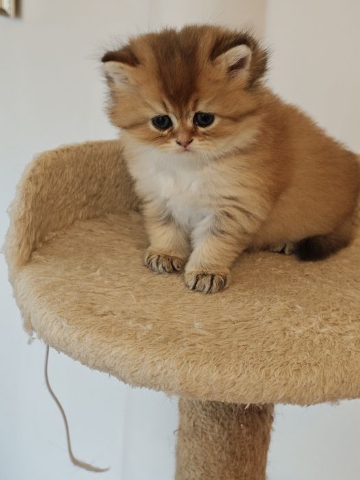 Котенца Британчета