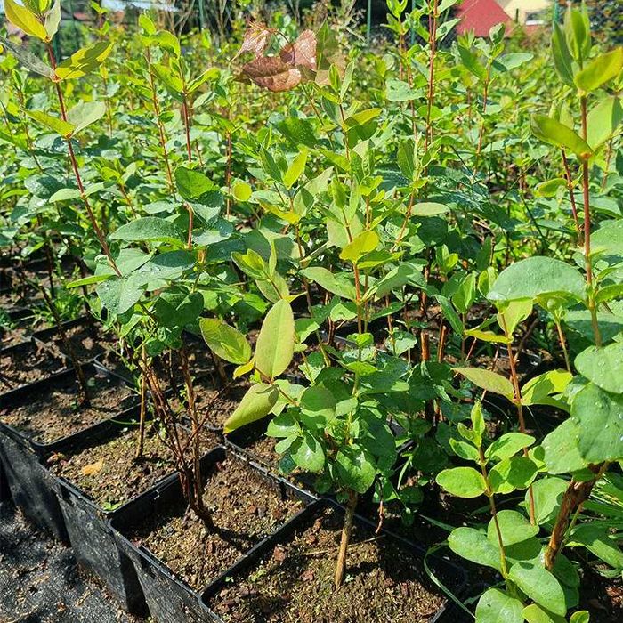 Afin Siberian soiul Zoika