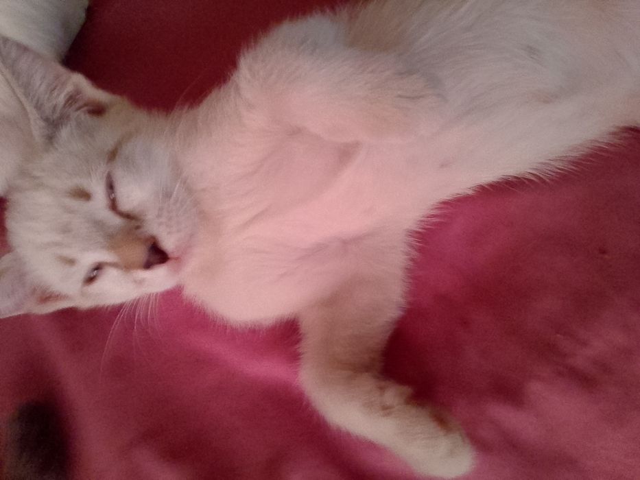 3 котенка, все девочки