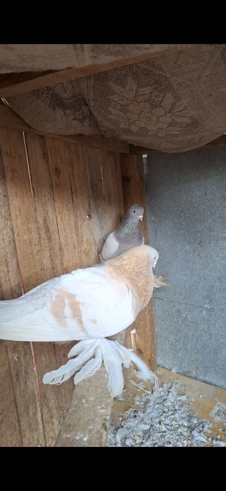 Голуби, Голуби..