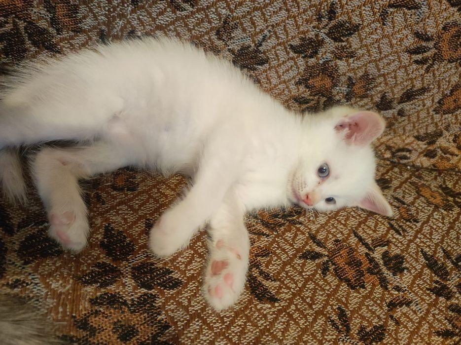 Котята в добрые руки.